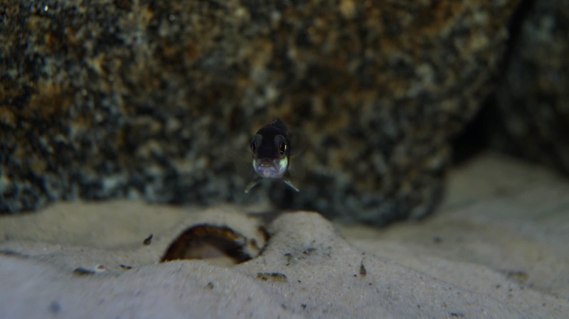 Lamprologus meleagris